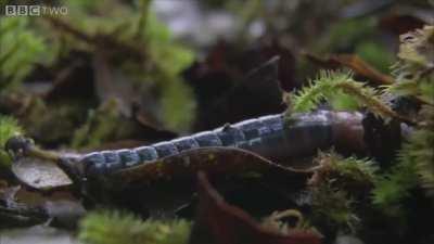 A giant red leech hunts down a 70cm long blue worm