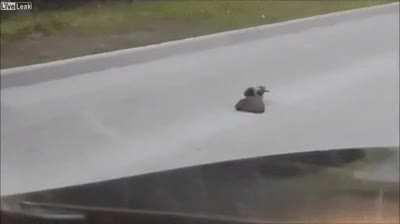 Hedgehog is being told by a bird that it must cross the road in order to avoid dying