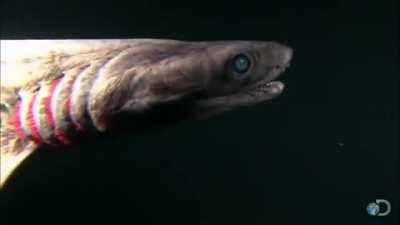 POV: You just met the deep sea Frilled Shark. This serpentine creature one of the most ancient shark species on Earth.