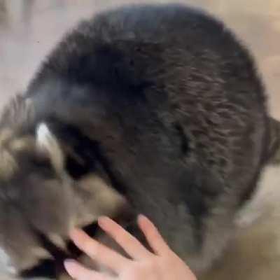 I present to you,a chonky raccoon