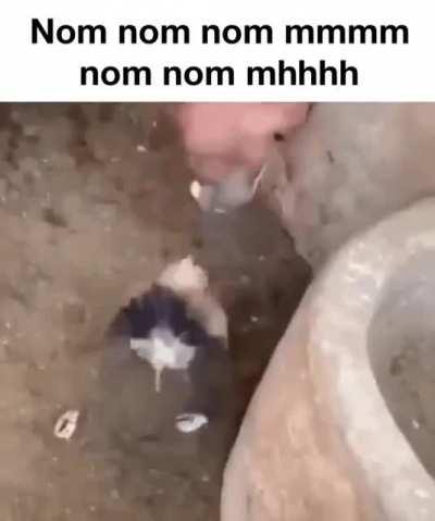 Nom nom nom