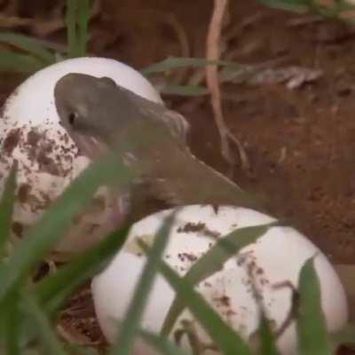 🔥 Snake swallowing Egg