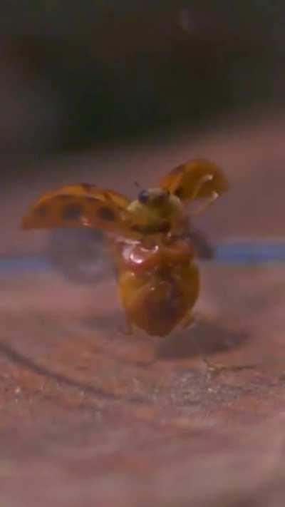 Ladybug taking off in slow motion