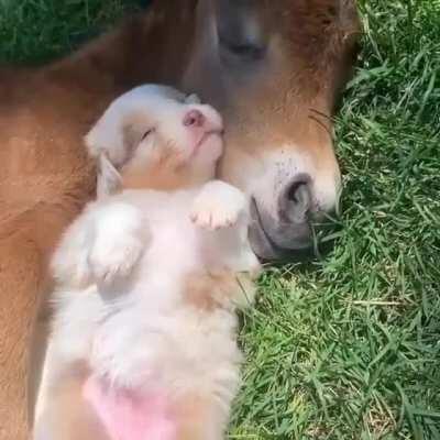 Sleepy puppy and donkey