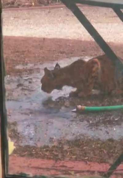 Guy turns on his hose to help out a thirsty bobcat hanging out in his backyard during a heatwave