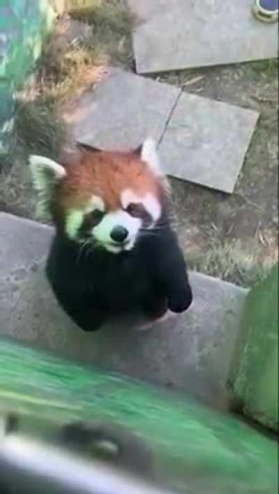 How does a red panda bark or make noise？？