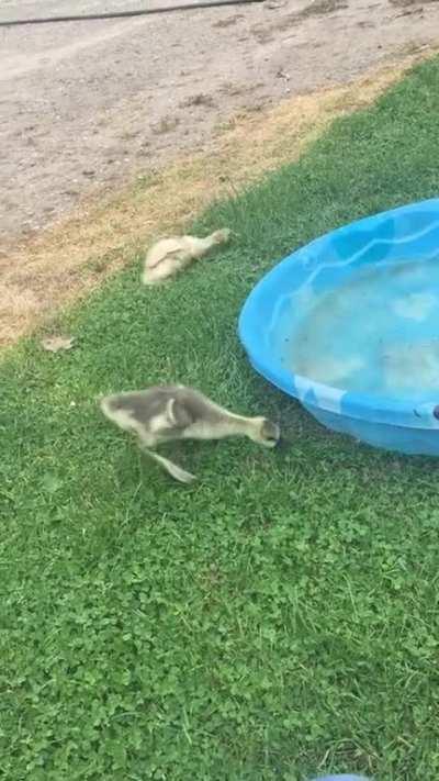 Goose zoomies, AKA Goomies