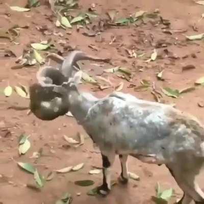 🔥 Monkey with Goat