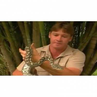 Robert Irwin is bitten by the same breed of snake, in the same way as his father Steve Irwin