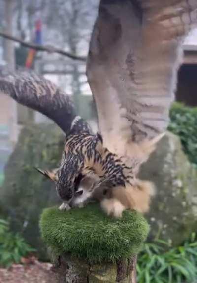 This European Eagle Owl’s happy dance …