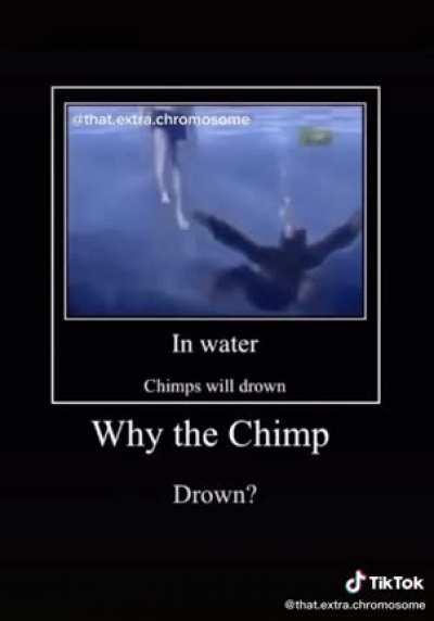 Why chimp drown?