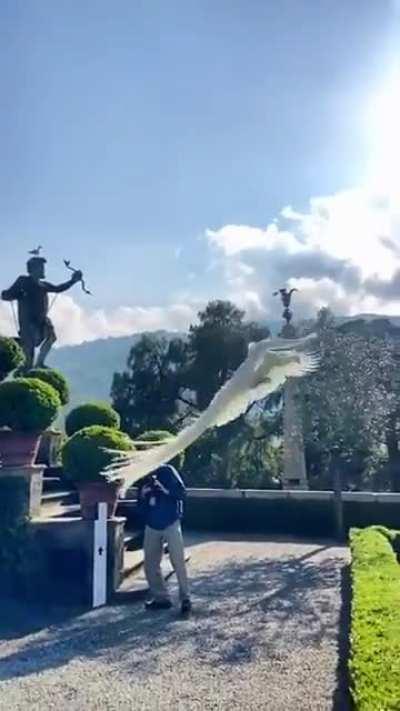 White peacock in graceful flight