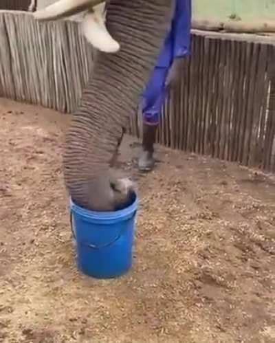 Just an elephant draining a bucket of water in 2 seconds....