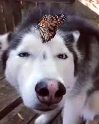 Look hooman, a flutterby