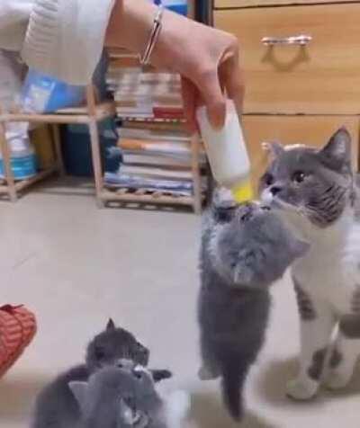 The mother looks concerned yet trusts the hooman