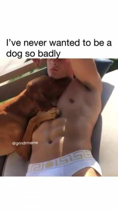 gay🐕irl