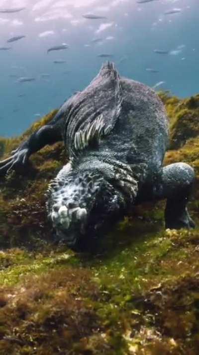 Marine Iguana of Galapagos, the only marine lizard species in the world.