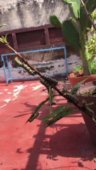 Caterpillars getting startled by dog's bark