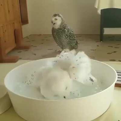 Hedwig at the spa