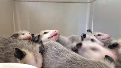 Opossums Eating Bananas