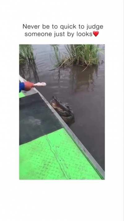 Feeding A Swamp Puppy