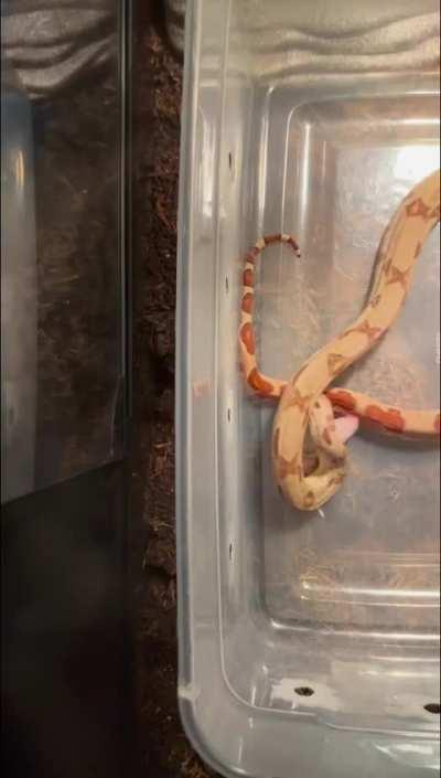 Boa feeding (slo mo)