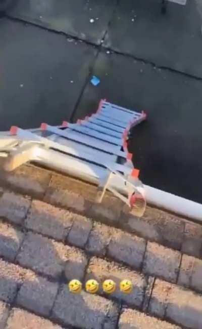 Dog knows how to use the ladder