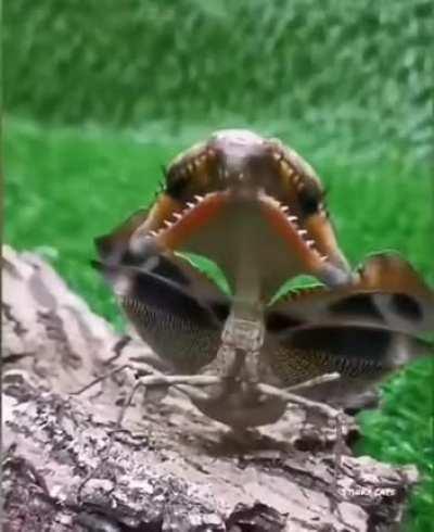 🔥 The Malaysian Dead Leaf Mantis mimicking a mouth with teeth to scare off predators.