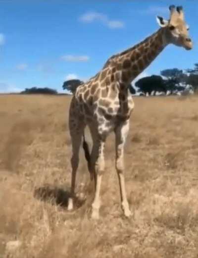 This is how giraffes eat grass