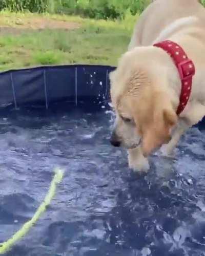 This is Piper. She was having a lovely day playing in the pool until it all went horribly, horribly wrong.