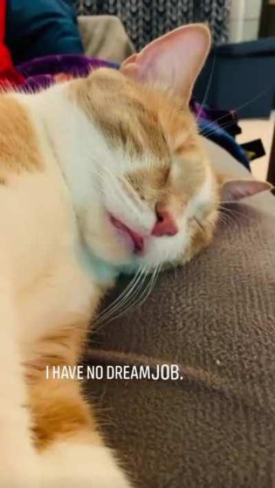 I have no dream job! ✨🐈