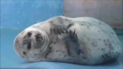 the original unedited jiggly seal