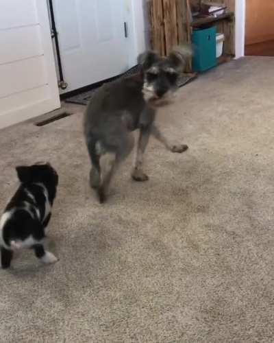 Pig and puppy have a great time playing together