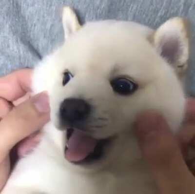 Lil pupper has cheeks of clouds