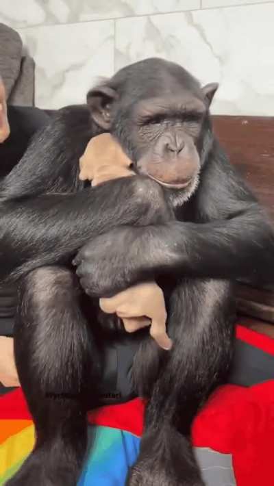 Chimp’s reaction to seeing a puppy for the first time