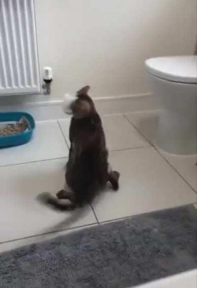 Cat vs bubble bath