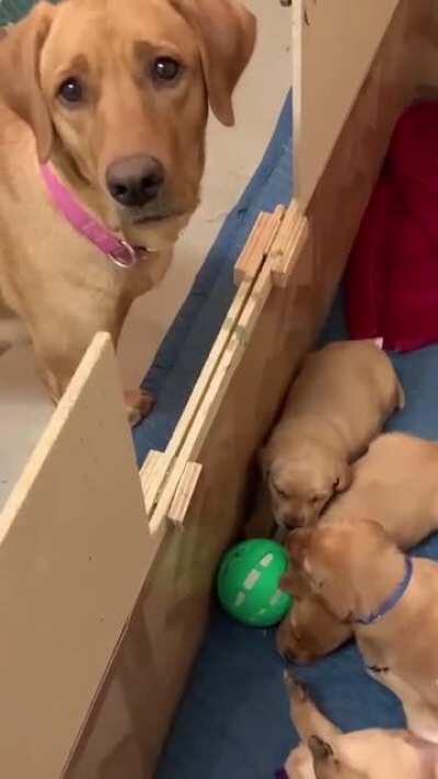 She brought her 8 babies a ball to play but they're still too little