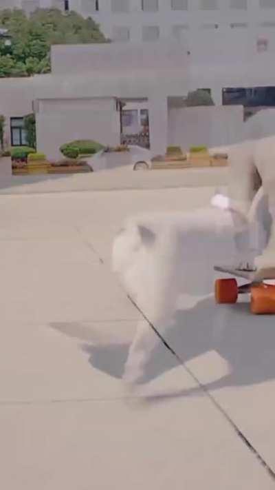 This little dog can skateboard