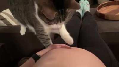 Cat realizes owner is pregnant