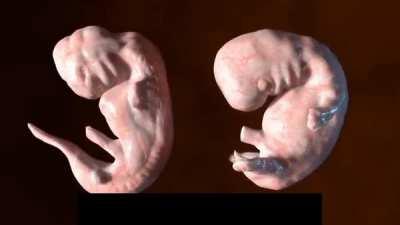 Embryogenesis of Dolphins and Humans