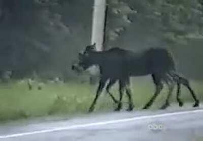 🔥 aN eIgHt-LeGgEd MoOsE