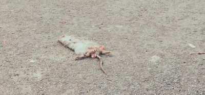 Woman takes a bite from a squashed dead rat on the ground