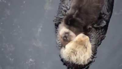 Day old otter pup snuggles with mom