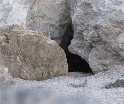 Pallas's cat discovers &quot;hidden&quot; camera