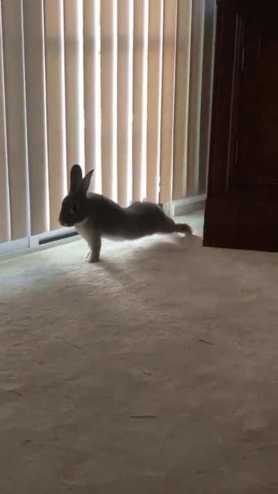 Bunny yoga!