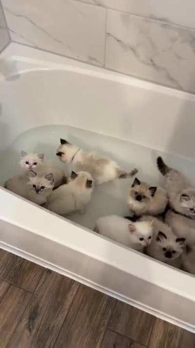 The kittens only needed their feet cleaned this time 