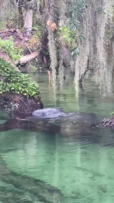 🔥 Manatee at Blue Spring State Park, Florida