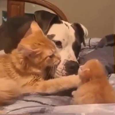 Mama cat introducing kitten to step-dad