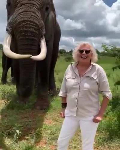 Elephant takes off woman's hat, hides it in mouth and then returns it back on request