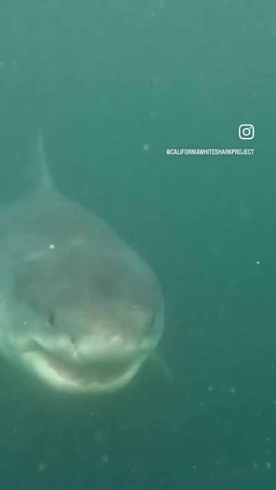 Meet a17-foot, 75-year-old great white shark